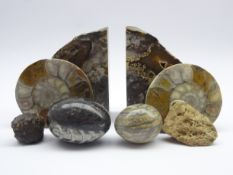 Two ammonite fossils, lava specimen and meteorite fragment,