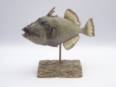 Taxidermy - fish, unidentified piranha type species,