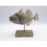 Taxidermy - fish, unidentified piranha type species,