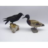 Taxidermy - carrion crow (corvus corone) and mallard duck (anus platyrhynchos) individually stuffed