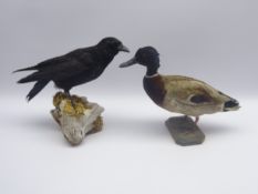 Taxidermy - carrion crow (corvus corone) and mallard duck (anus platyrhynchos) individually stuffed