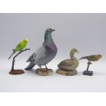 Taxidermy - pigeon, budgerigar,