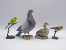 Taxidermy - pigeon, budgerigar,