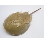 Taxidermy - horse-shoe crab (limulidae) stuffed and mounted on open display L35cm