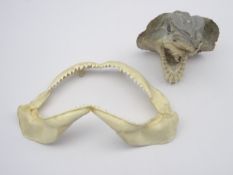 Taxidermy - shark jaw (probably selachimorpha) with mouth open and teeth L27cm and a shark head