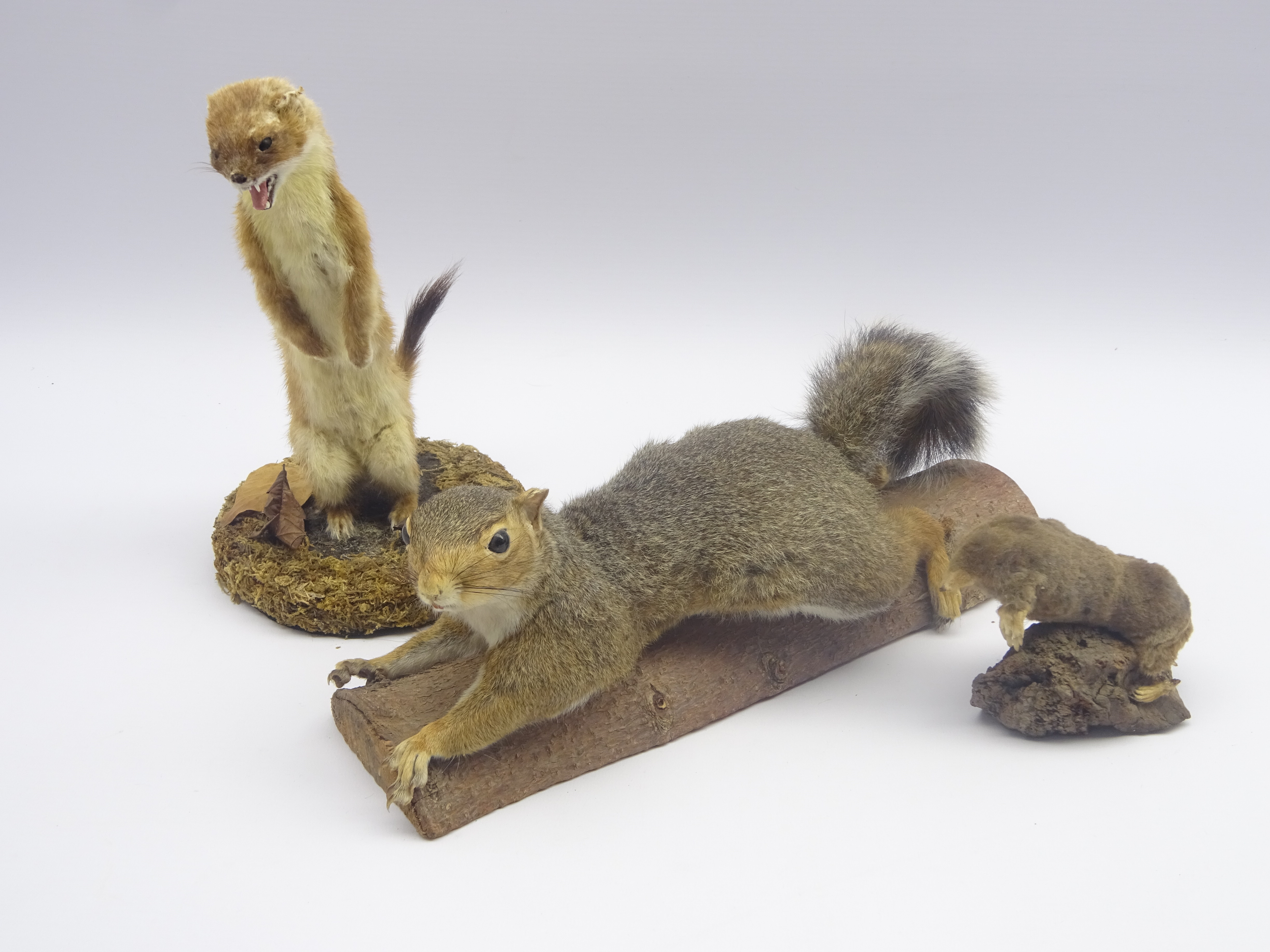 Taxidermy - weasel,