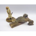 Taxidermy - weasel,