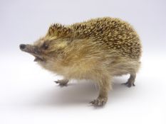 Taxidermy - hedgehog (erinaceinae) stuffed on open display in a walking position L25cm