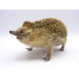 Taxidermy - hedgehog (erinaceinae) stuffed on open display in a walking position L25cm