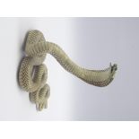 Taxidermy - cobra snake (probably serpentes) stuffed and mounted on open display with head raised