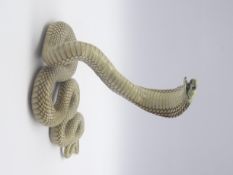 Taxidermy - cobra snake (probably serpentes) stuffed and mounted on open display with head raised