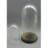 Tall Victorian glass dome on ebonised base,