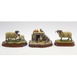 Border Fine Arts limited edition model 'Swaledale Tup' L148 on wooden base,