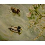 Austen Hayes (British Contemporary): 'Spring Outing' - ducks in a pond, oil on board signed,