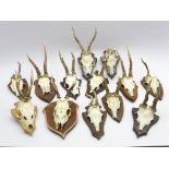 Collection of 13 German animal skulls with antlers and on wall shields Condition Report &