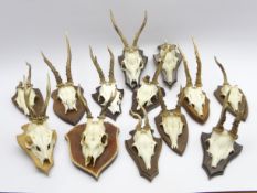 Collection of 13 German animal skulls with antlers and on wall shields Condition Report &