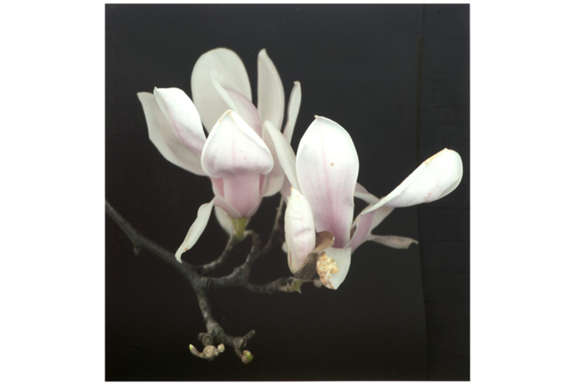 JOOP VOS & MARIA BERKHOUT foto (giclee print) op 10 ex. getiteld "Magnolia" - 77,5 [...] - Image 2 of 3