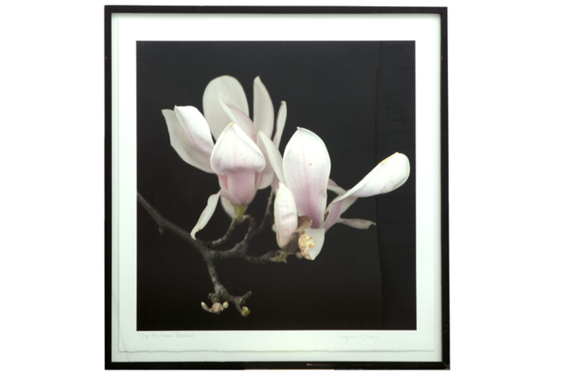 JOOP VOS & MARIA BERKHOUT foto (giclee print) op 10 ex. getiteld "Magnolia" - 77,5 [...]