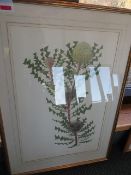 Large framed & numbered print by Celia Rosser Banksia Cazter 45/100