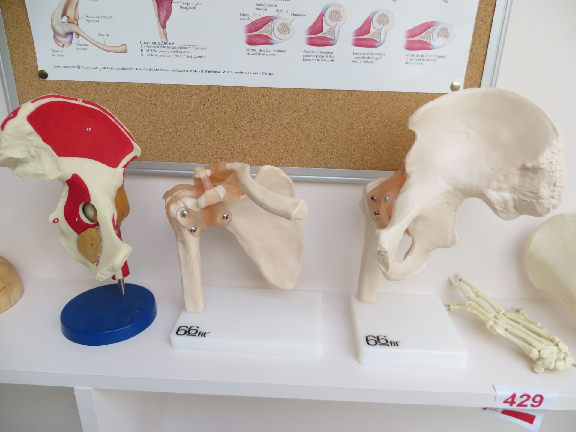 Various anatomy displays & four posters as lotted - Image 5 of 5