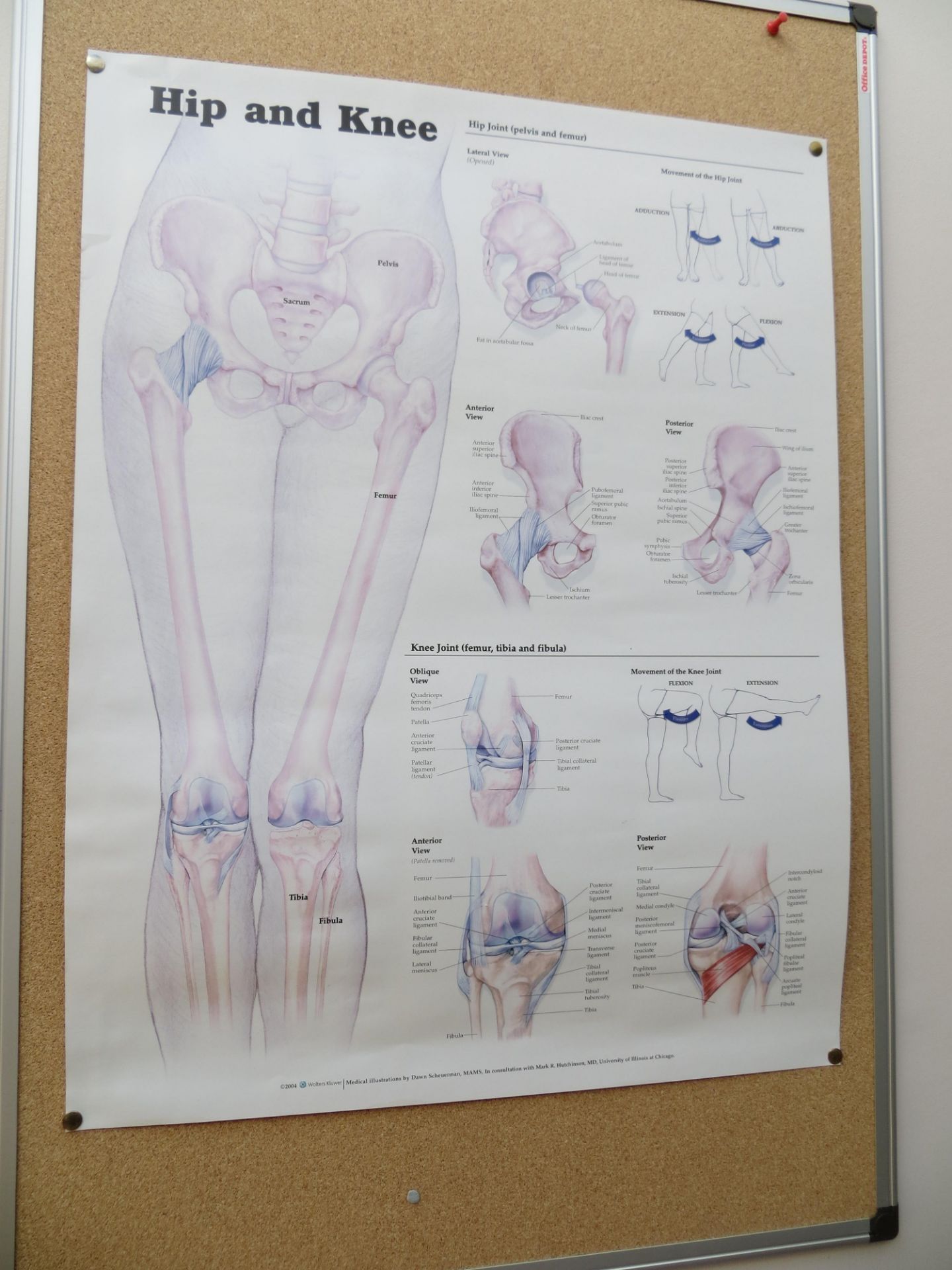 Various anatomy displays & four posters as lotted - Image 3 of 5