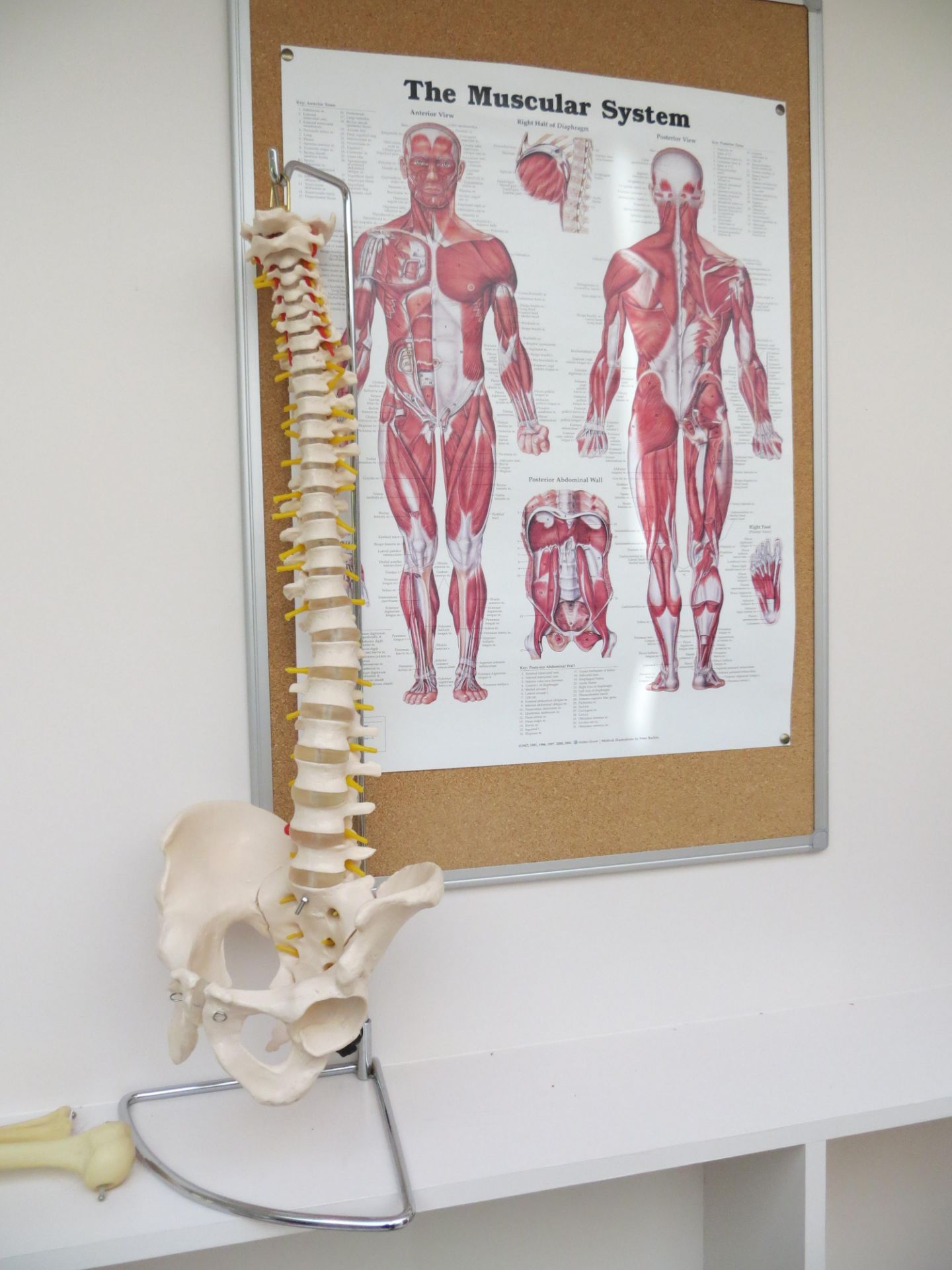 Various anatomy displays & four posters as lotted