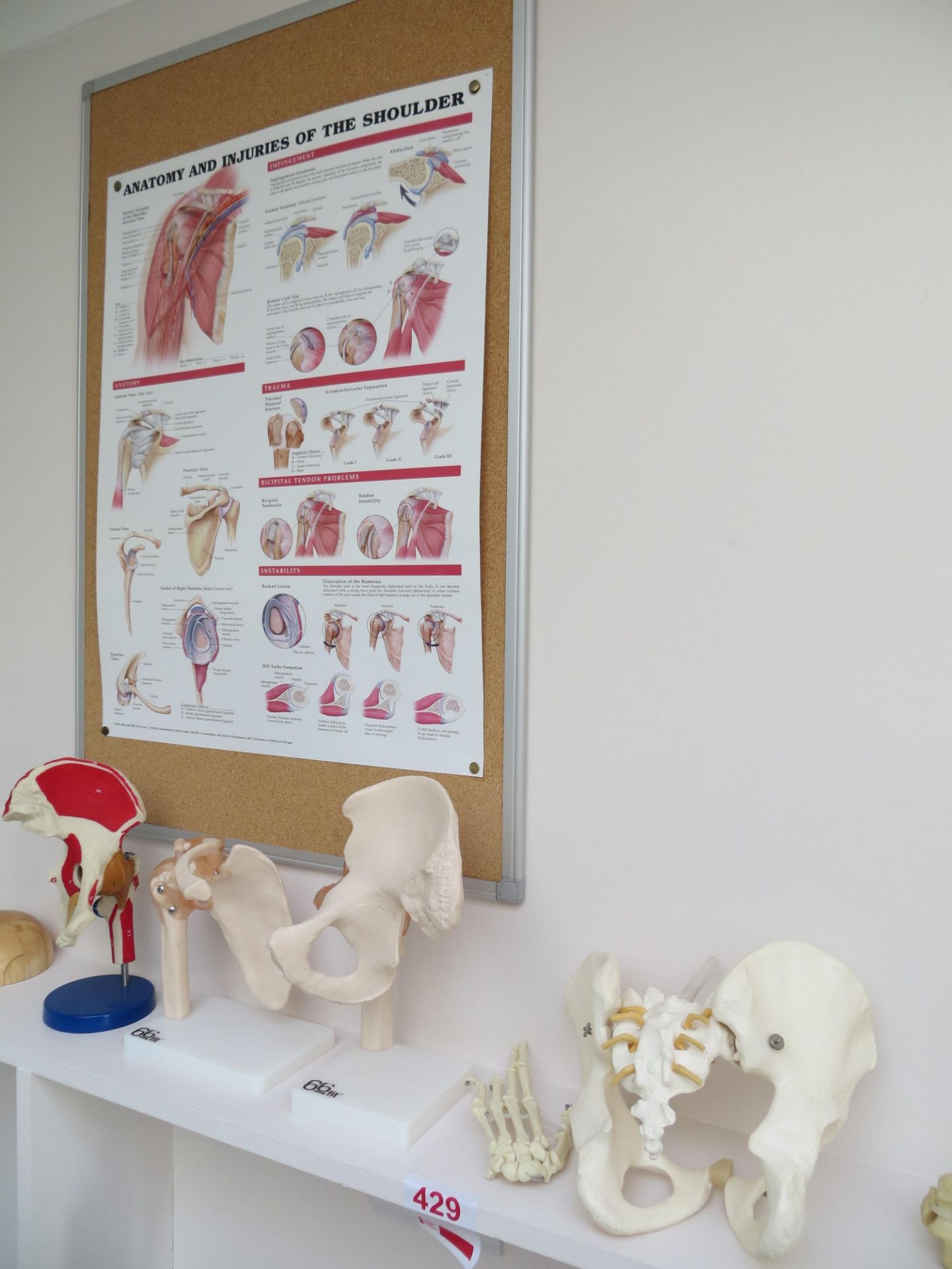 Various anatomy displays & four posters as lotted - Image 2 of 5