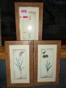 Three matching framed prints of flowers Grandiflora, Crocata & Hyalina