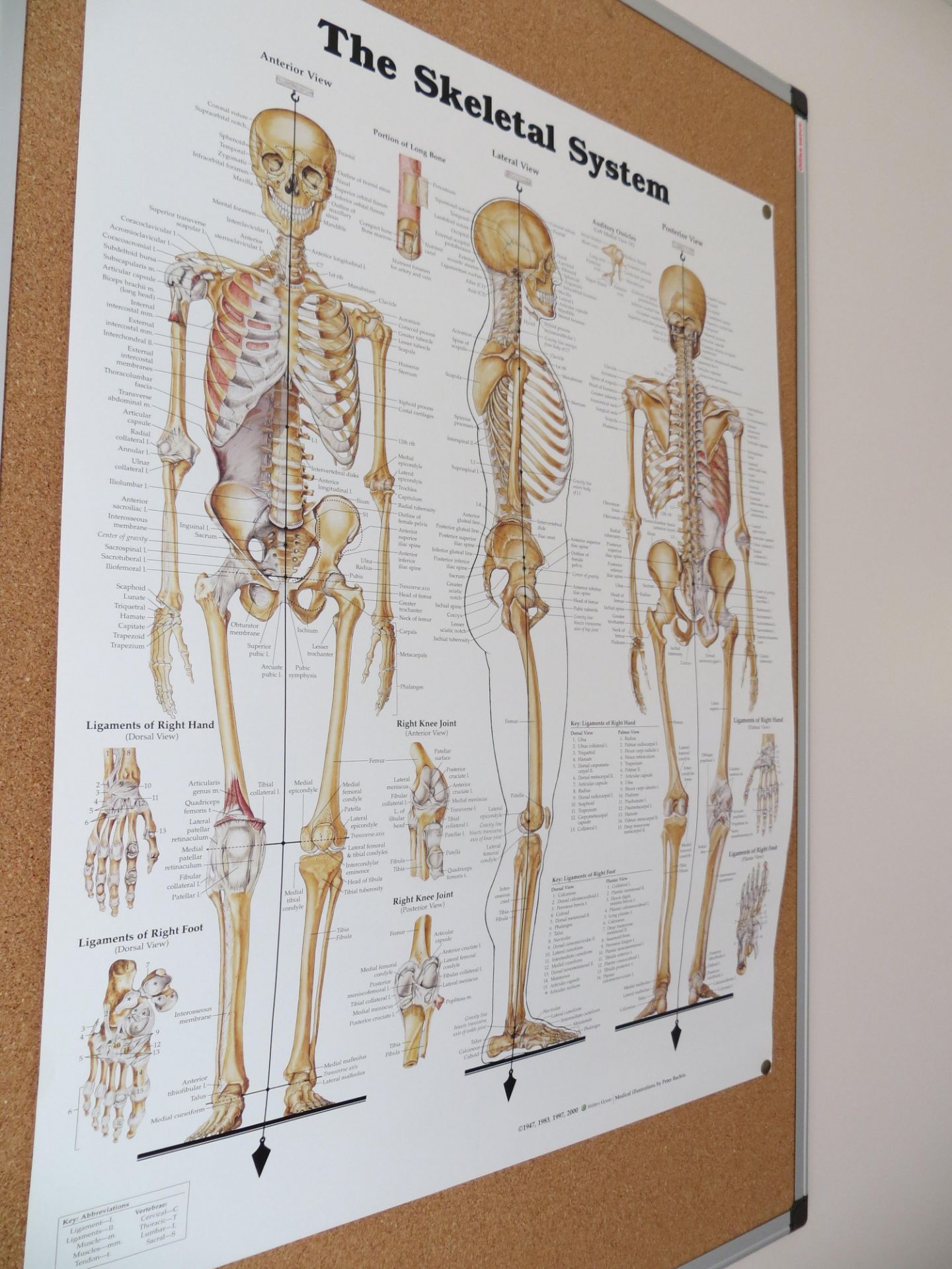 Various anatomy displays & four posters as lotted - Image 4 of 5