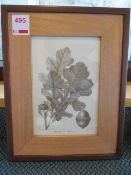 Florentine Design oak framed print of Quercus Macrocarpa