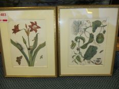 Two matching framed prints by Maria Sibylla Meriam Rotie Lilie No XXII & Metamor Phosis No XXI