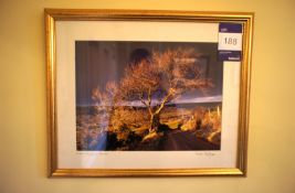 * Framed and Glazed Signed Photograph of Tree Scene. This lot is located in the Stairwell