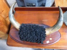 A Pair of Mounted Bull Horns