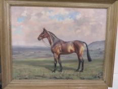 An Oil on Board of Horse 'Bally Macoll'