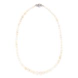 ANTIQUE NATURAL PEARL AND DIAMOND NECKLACE in platinum or white gold, comprising a single row of