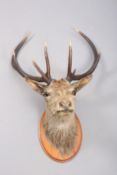 TAXIDERMY: SCOTTISH RED DEER