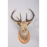 TAXIDERMY: SCOTTISH RED DEER