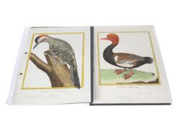 AFTER FRANCOIS NICOLAS MARTINET (1731-c.1804), STUDIES OF ORIENTAL BIRDS