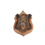 TAXIDERMY: EUROPEAN WILD BOAR