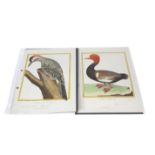 AFTER FRANCOIS NICOLAS MARTINET (1731-c.1804), STUDIES OF ORIENTAL BIRDS