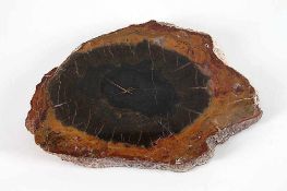 BaumachatscheibeVersteinertes, poliertes Holz mit schöner Maserung. L 18,2 cm, B 13,6 cm.€ 20