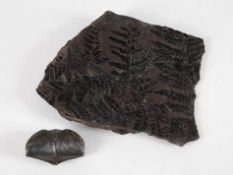 Fossilien Farn und LilieFarn: ca. 18,6 x 13,7 cm, Lilie: ca. 6,2 x 4 cm.€ 40