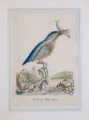 Col. Federlithografie19. Jh..Der Eisvogel - Halcion Ispida.Nach einem Kupferstich von 1756. 23 x