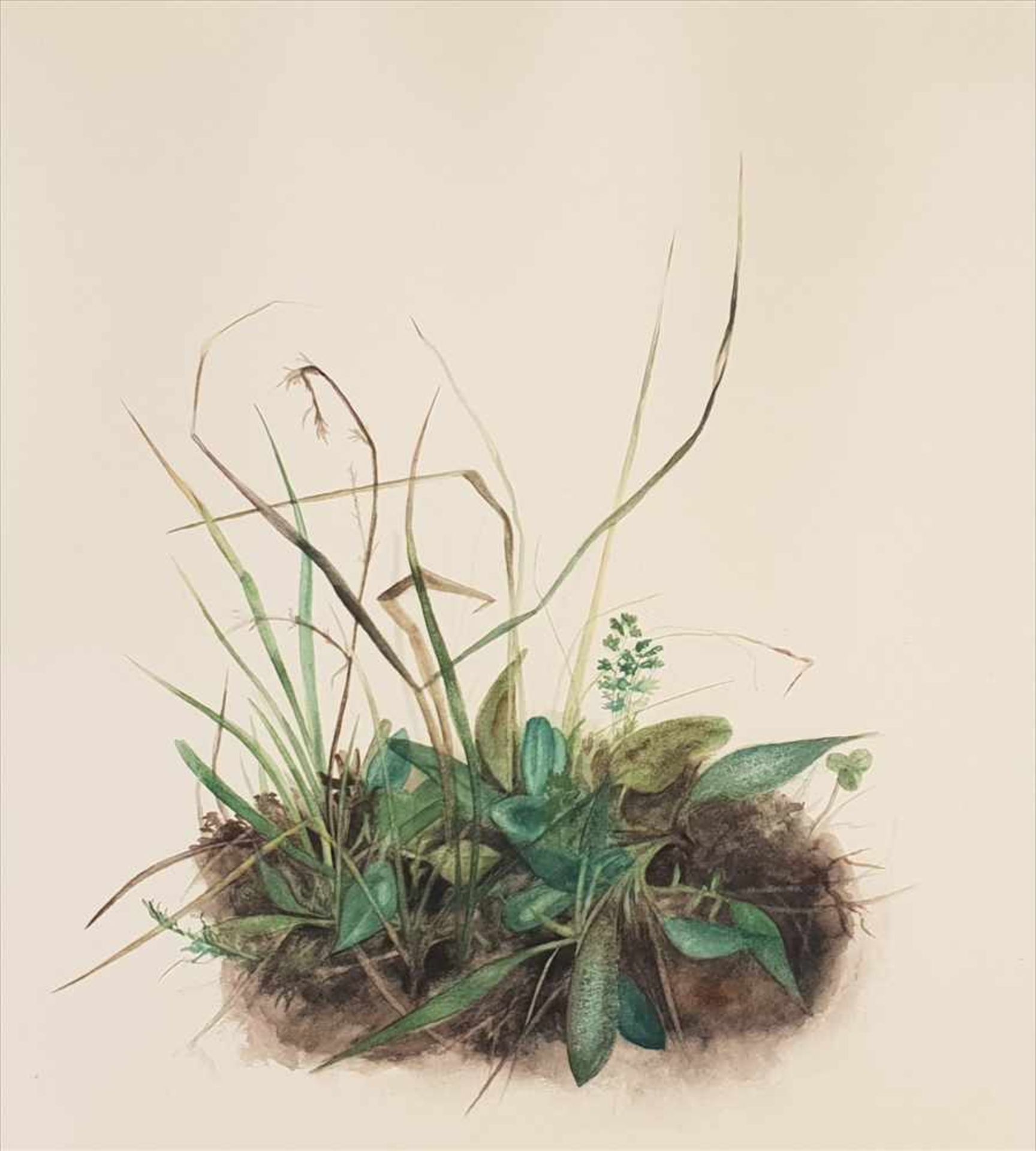 Josefine Schwabik (1917-2014 Innsbruck) , Wiesenpflanzen,Aquarell auf Papier,