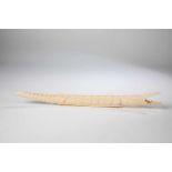 Crocodile. Africa, 1920s. Carved ivory crocodile. L. 48.5 cm.Please note, that this lot cannot be