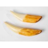 Two warthog tusks. Africa, 1920s. L. 12.5 and 15 cm.Please note, that this lot cannot be sold and