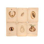 A Collection of 12 Hand Painted Victorian Microscopical Studies,