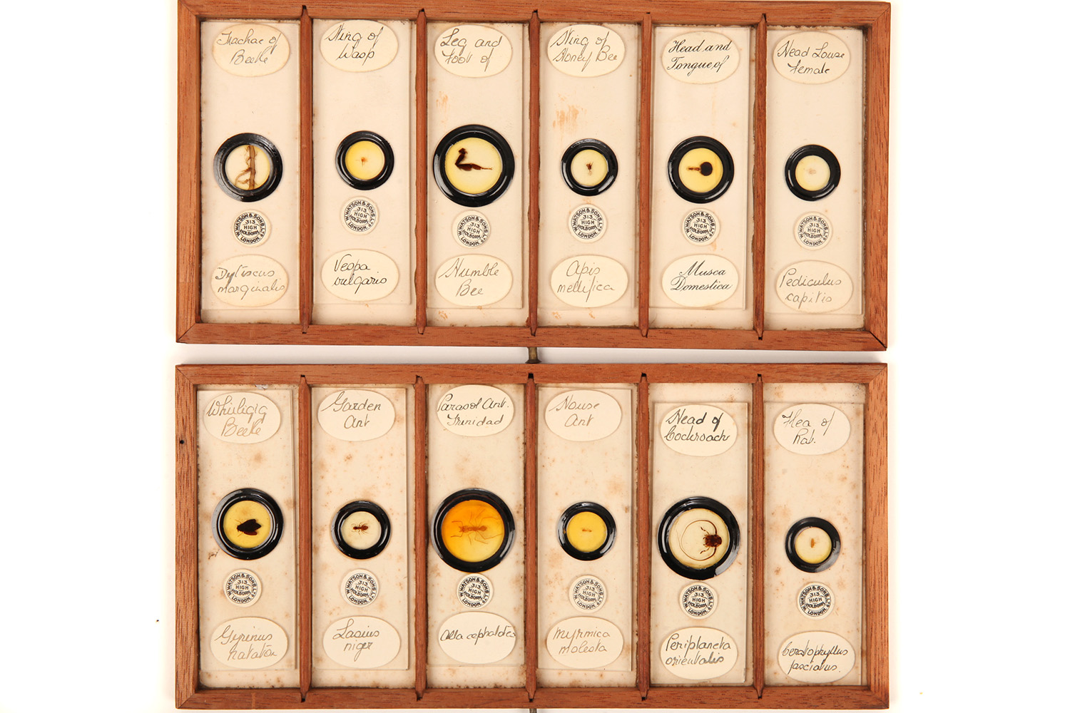 A Very Fine Collection of 84 Insect Microscope Slides by Watson, - Image 9 of 9