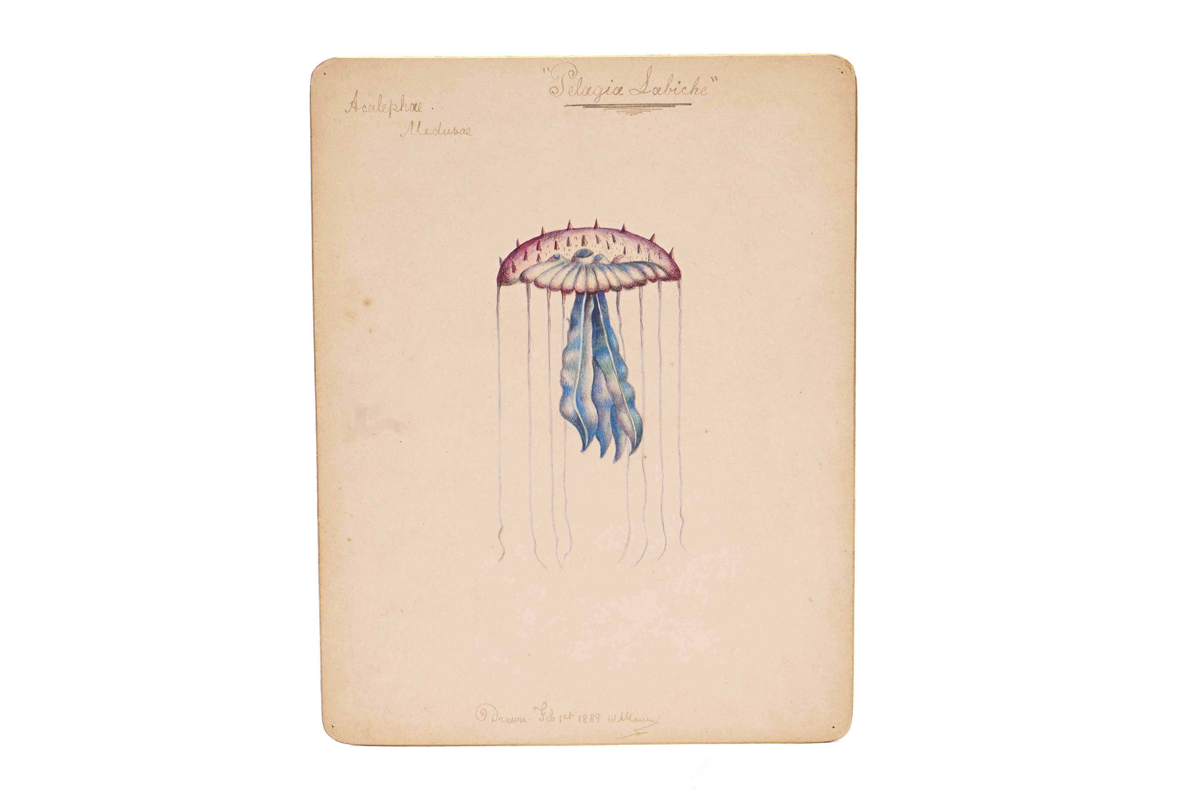 A Collection of 12 Hand Painted Victorian Microscopical Studies, - Image 2 of 3