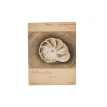 A Collection of 12 Hand Painted Victorian Microscopical Studies,